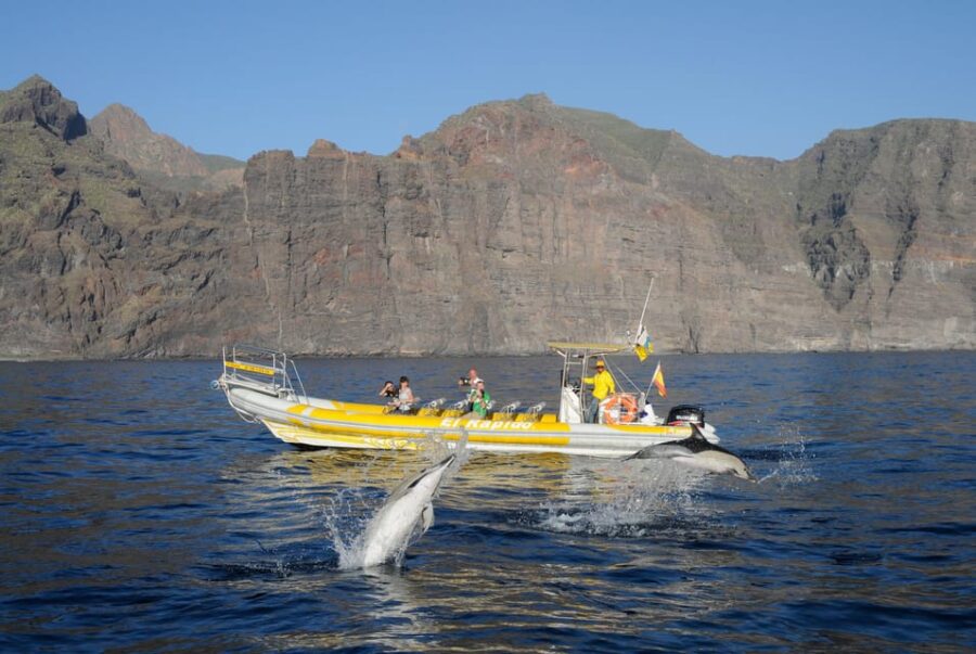 The Giants: Dolphin and Whale Watching Cruise by Speedboat - Tour Overview