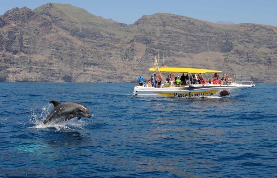 The Giants: Dolphin & Whale Watching Cruise With Swim Stop - Cruise Overview and Pricing