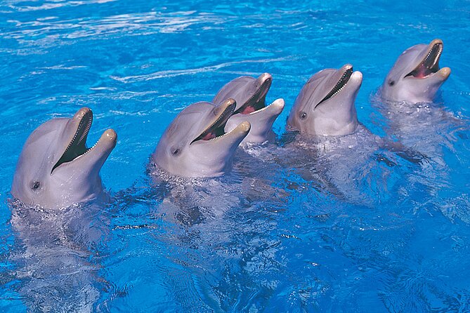 Ticket to Aqualand Tenerife - Pricing and Booking Information