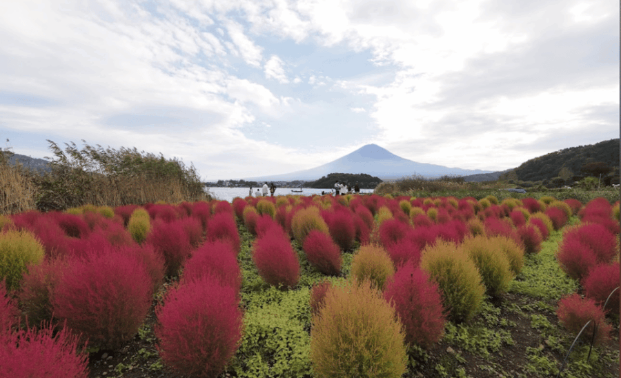 Tokyo: Mount Fuji & Hakone Private Customizable Day Tour