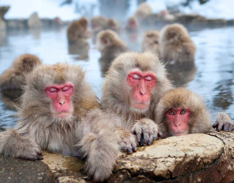Tokyo Nagano Snow Monkey Park and Zenkoji Temple With Guide