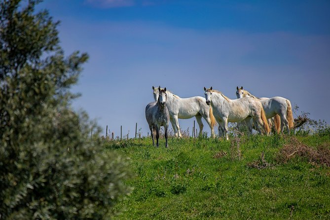 Tour Between Bulls in Lezíria - Pricing and Booking Details