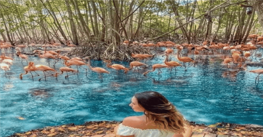 Transportation to AVIARIO and PLAYA BLANCA Private