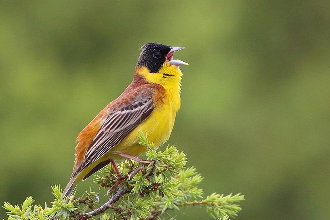 Two-day Birding Trip: Cape Kaliakra & Srebarna Lake