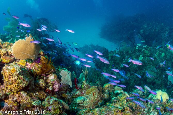 Two Dives for Certificates in the Coral Reef in Mahahual Costa Maya