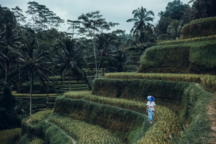 Ubud Tour: Monkey Forest, Rice Terrace, Temple FREE ENTRANCE