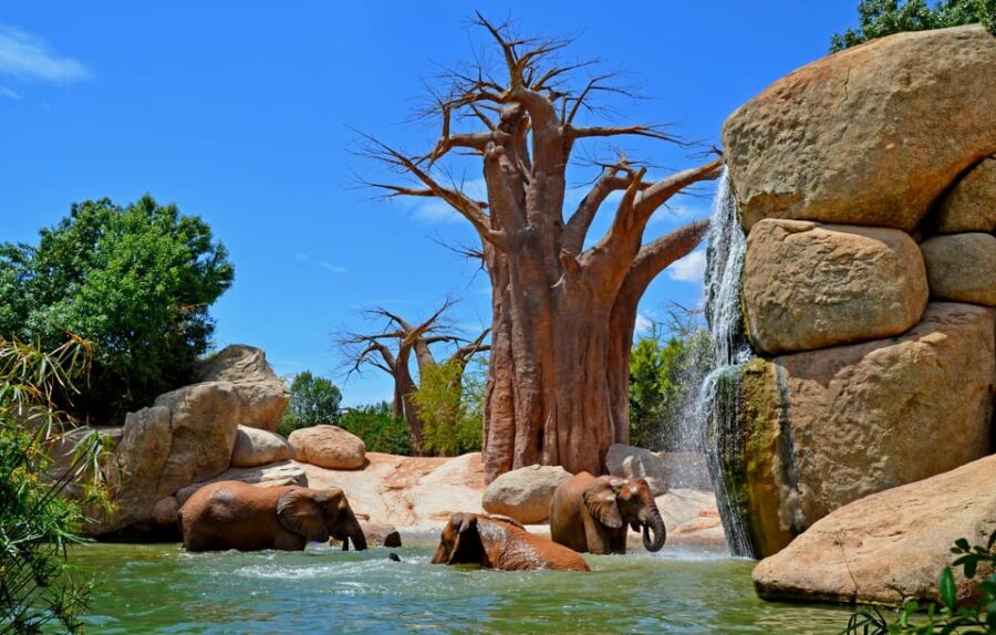 Valencia: Bioparc Valencia Admission Ticket - Exploring the African Ecosystems