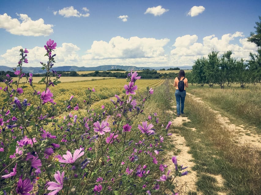Valensole : Visit of a Winery and Lavender Farm