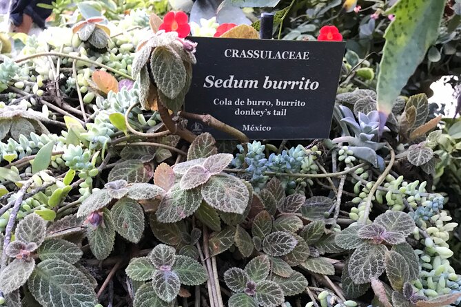 Vallarta Botanical Garden Tour With Universityeducated Naturalist