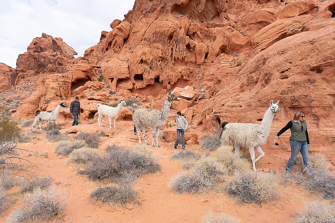 Valley of Fire Llama Hikes - Experience the Valley of Fire