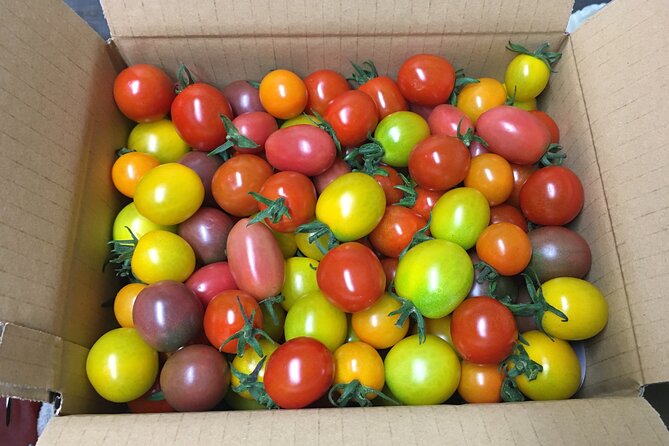 Vegetable Harvesting and Food Culture Experience in Yamada Town
