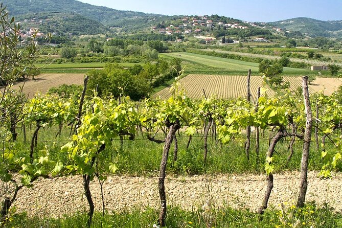 Vespa Wine Tour