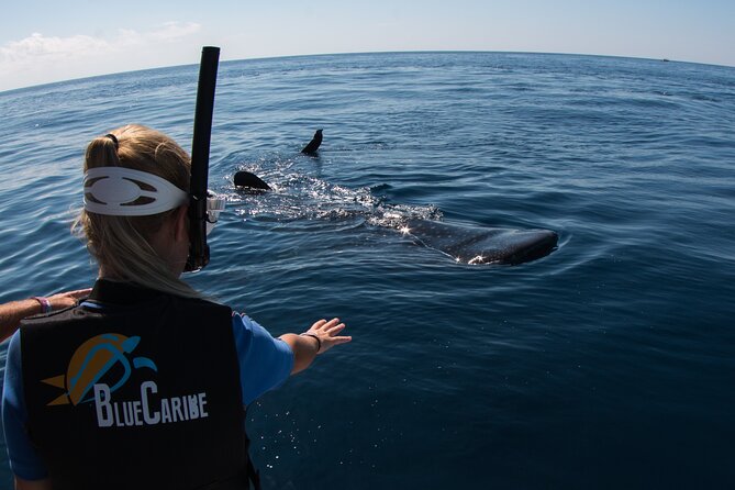 Whale Shark Swimming Seasonal Adventure From Tulum