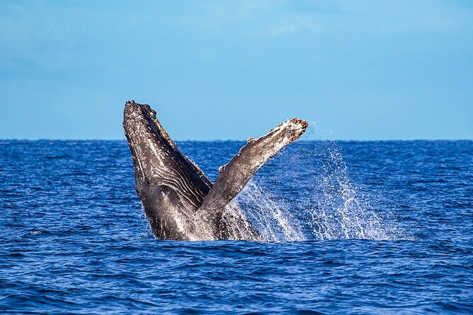 Whale Watching Adventure In Puerto Vallarta - Inclusions and Exclusions