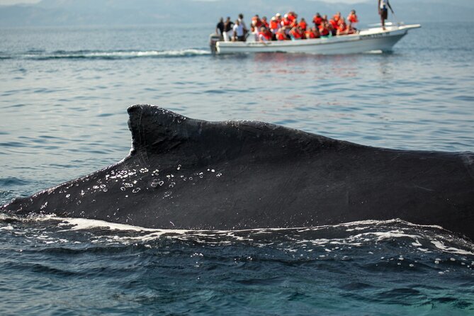 Whale Watching, Cayo Levantado and Limón Waterfall in Samaná - Whale Watching Experience