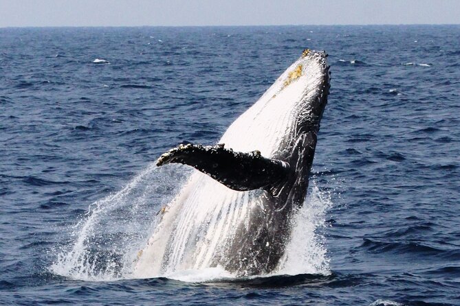Whale Watching in Okinawa