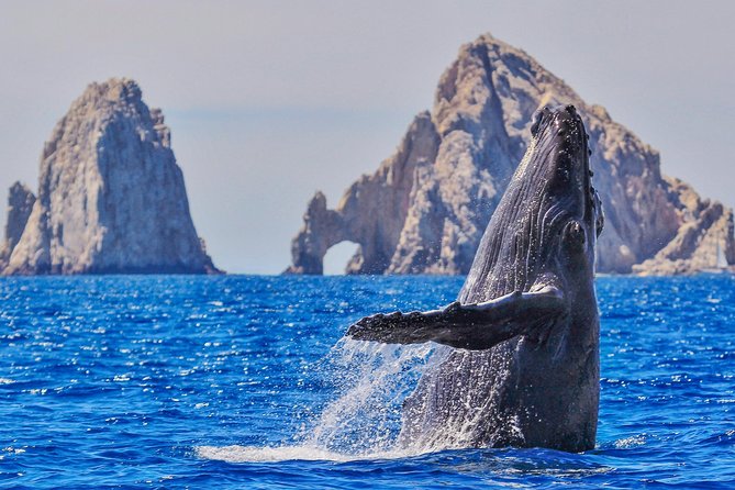 Whale Watching Tour in Glass Bottom Boat (VisitA Cabo)