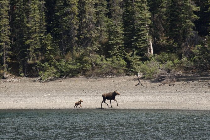Wild Adventure Yukon Tour Into Canada Including City and Summit