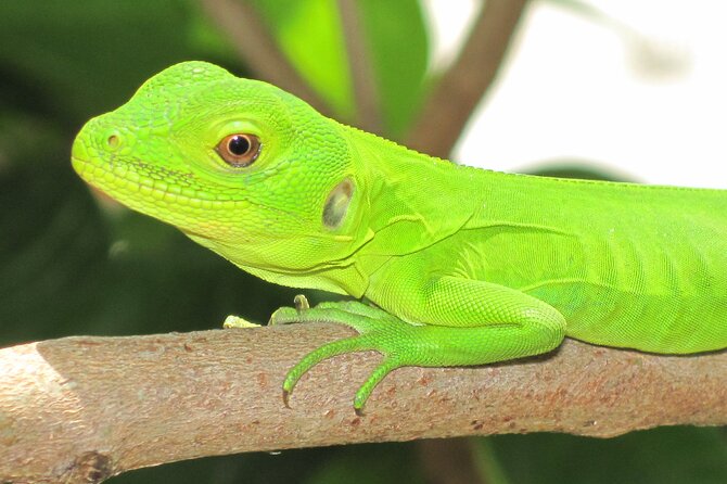 Wildlife Eco Tour on the Coast of Oaxaca.