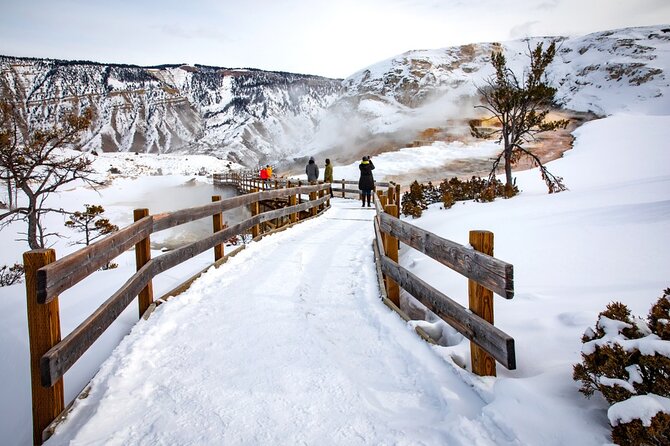 Winter Wildlife Safari in Yellowstone National Park - What to Expect on Your Safari