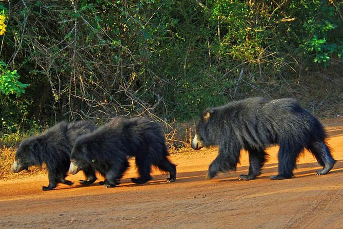 Yala Safari Day Trip From Ella With Various Drop-Off Options