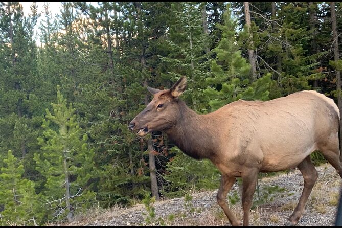 Yellowstone Wildlife and Photo Tours “Upper Loop” Tour From Cody