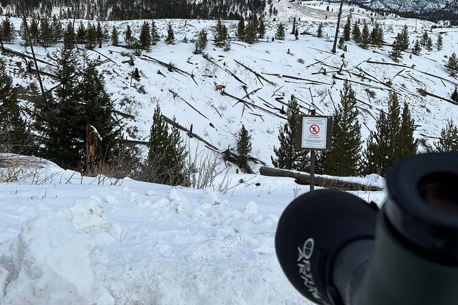 Yellowstone Winter Wildlife With Snowshoeing VIP Experience