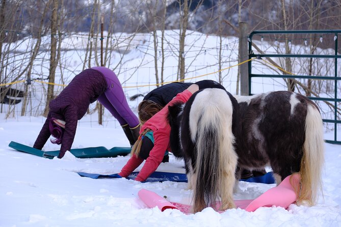 Yoga With Horses Review: a Unique Experience