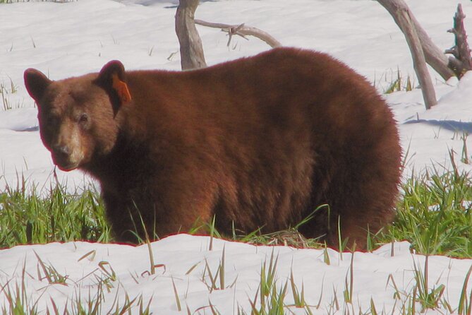 Yosemite National Park Private 1 Day Tour From San Francisco