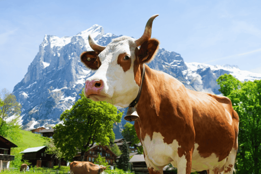 Zurich: Rhine Falls, Chocolate & Cheese Factory Day Trip