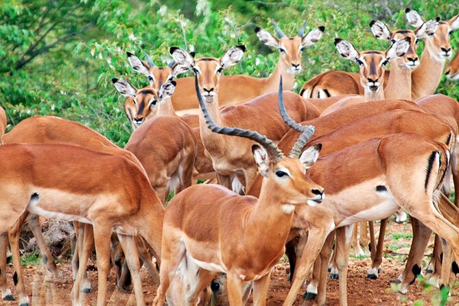2 Days 1 Night Amboseli National Park Safari From Nairobi