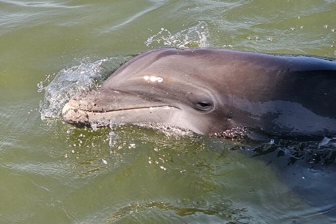 1 Hour Private Dolphin and Nature Tour - Tour Features and Amenities