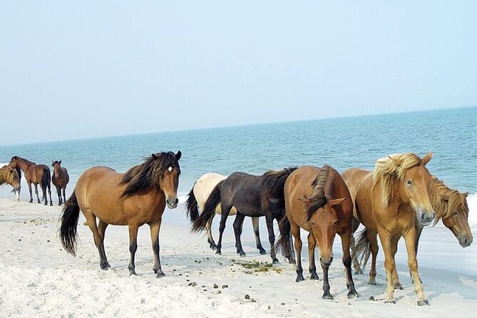 1-Hour Private Party Assateague Island Cruise in Ocean City, MD - Meeting and Pickup