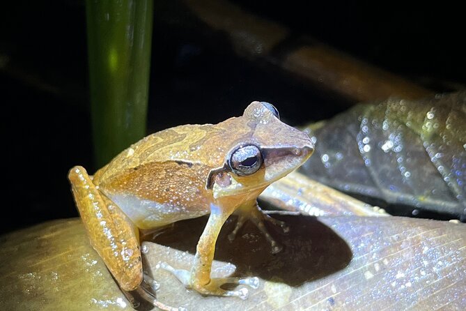 10 Days Birding Photo Tour From Andes to Amazon of Ecuador - Birdwatching and Photography Highlights