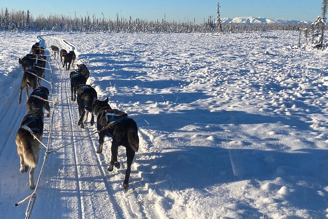 Dog Sledding With Alaskan Huskies Review - Booking Process and Pricing