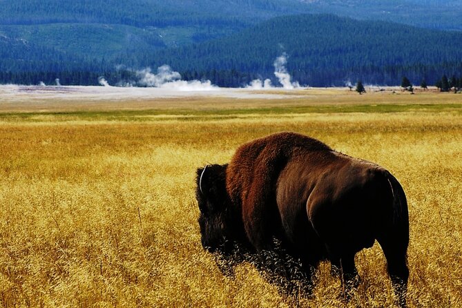 Guided Yellowstone Wildlife Tour - Wildlife Spotting Opportunities