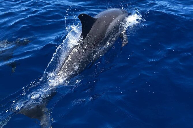 Half Day Private Cruise Tour With Snorkeling Review - What to Expect in Terms of Inclusions