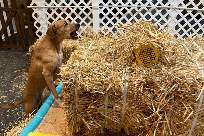 Hide & Seek Skills for Dogs at the Hay Filled New York City Barn - Engaging Dogs in Playful Exploration