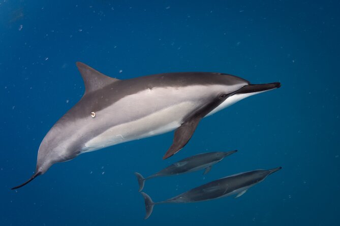 Humpback Whale Watching in Kona Review - What to Expect During the Whale Watching Tour