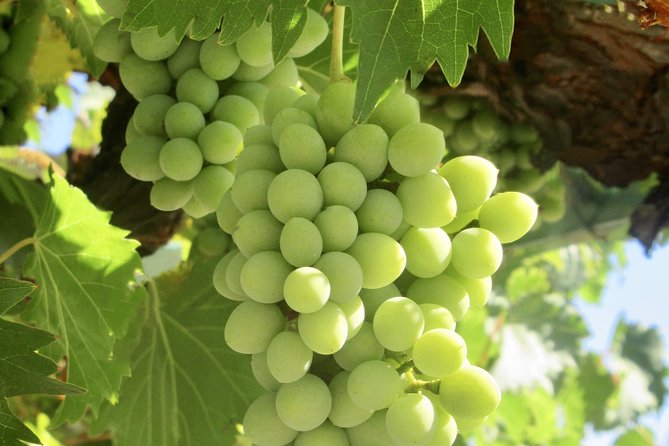 Napa & Sonoma Wine Tour Private Tours 8 to 10 Hours Max 14 Pax - Transportation Details