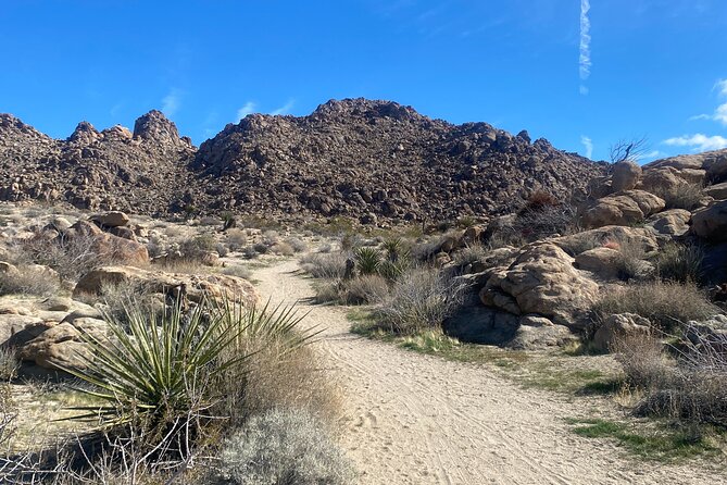 Natural Wonders Walk: Plants, Animals and Rocks of Joshua Tree - Encountering the Resident Wildlife