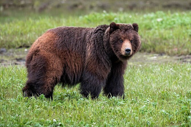 Pack Creek Bear Viewing: A Complete Review - Tour Details: Schedule, Price, and Group Info