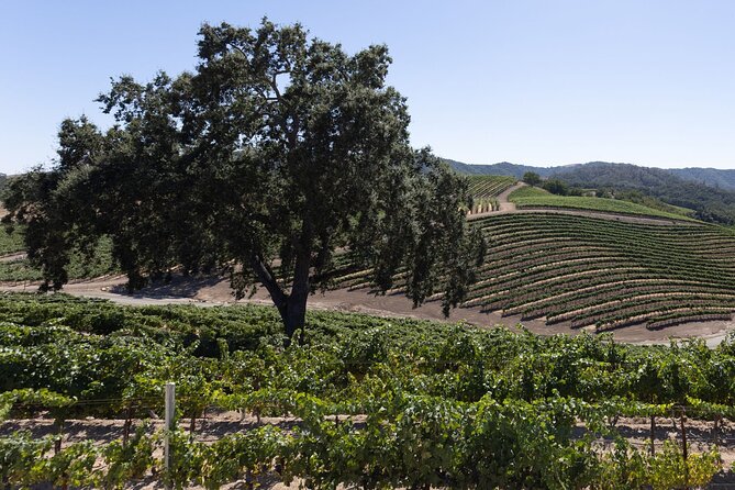 Private All-Inclusive Tour With Tasting and Lunch in Paso Robles - Winery Visits