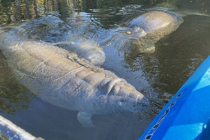 Private Chassahowitzka River Exploration Kayak Tour - Whats Included in the Tour