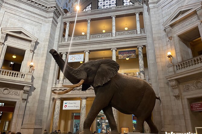 Smithsonian Natural History Museum Tour Review - Whats Included in the Tour