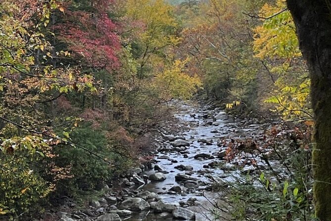 Stroll Back in Time Smokies History Streams and Forest Hike - Taking in the Serene Forest Ambiance