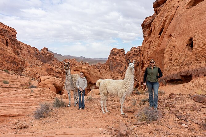 Valley of Fire Llama Hikes - Llama Hiking Adventure