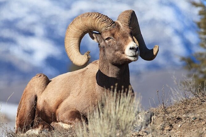 Yellowstone & Grand Teton Natl Parks Day Tour - Private Tour - Meeting and Pickup
