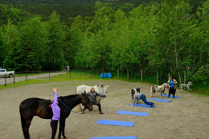 Yoga With Horses Review: a Unique Experience - The Experience: What to Expect During Yoga With Horses