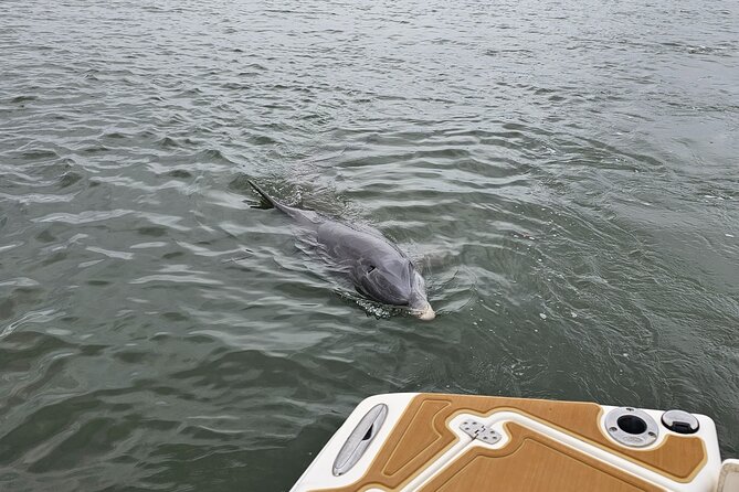 1 Hour Private Dolphin and Nature Tour - Accessibility Information